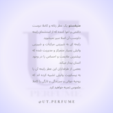 عطر ایو سن لورن منیفستو زنانه | Yves Saint Laurent - Manifesto